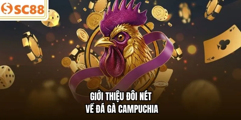Giới thiệu đôi nét về đá gà Campuchia